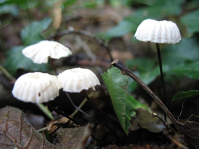 Marasmius rotula